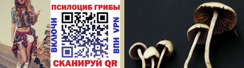 Псилоцибиновые грибы Psilocybine cubensis  Купить где  Белебей 